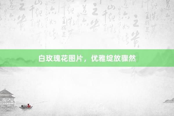 白玫瑰花图片，优雅绽放骤然