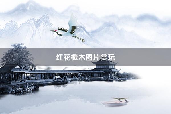 红花檵木图片赏玩