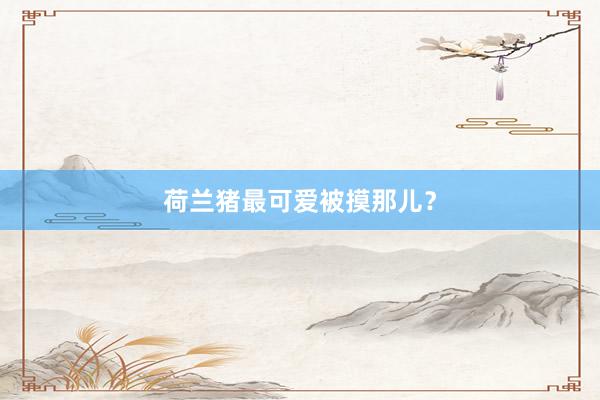 荷兰猪最可爱被摸那儿？
